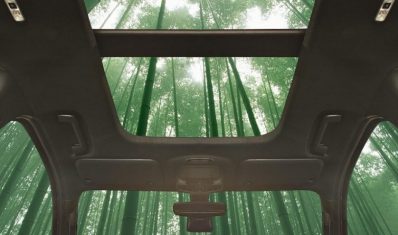 Bambus-800x445